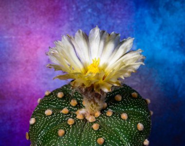 Astrophytum capas hybrid - Ukrayna 'da bir koleksiyondaki kırmızı çiçekli dikensiz kaktüs.