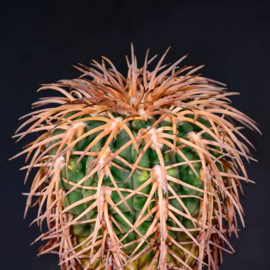 Gymnocalycium spegazzinii - koleksiyonunda sarı dikenli dikenli kaktüs, Ukrayna