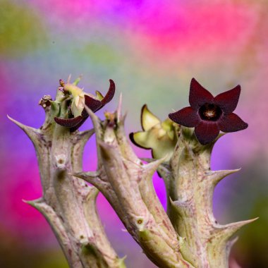 Huernia sp. - blooming succulent plant in collection, Ukraine clipart