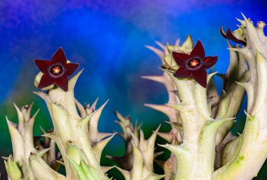 Huernia sp. - blooming succulent plant in collection, Ukraine clipart