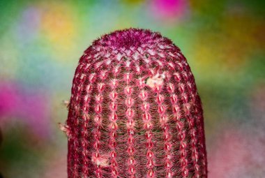 Echinocereus rigidissimus - koleksiyonunda kısa pembe dikenli güzel bir kaktüs