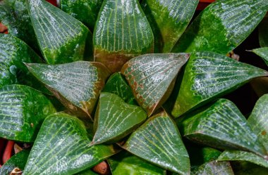 Haworthia sp. - succulent plant in botanical collection, Ukraine clipart