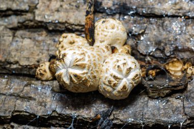 Coprinus sp. - inedible woody species of dung beetle on an old rotten tree trunk in the garden, Ukraine clipart