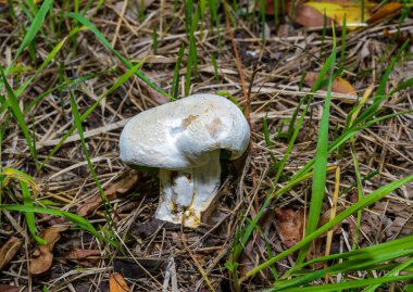 Ukrayna 'daki yeşil çimlerin arasında bilinmeyen Yenilebilir boru mantarı