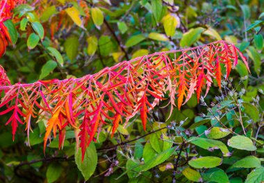 Red autumn leaves of the poisonous plant Sumac - Rhus typhina, Anacardiaceae in the garden clipart