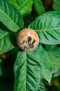 Medlar ya da sıradan medlar - Mespilus germanica, yeşil yaprakların arka planında tohumları olan kahverengi yenilebilir tatlı meyve, Ukrayna
