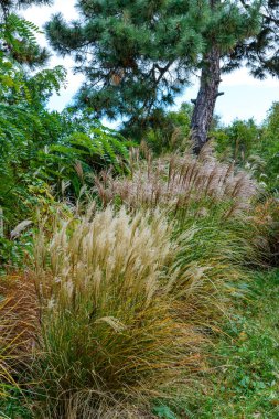 Miscanthus or silvergrass - ornamental grass against the sky on a salty day in the garden clipart