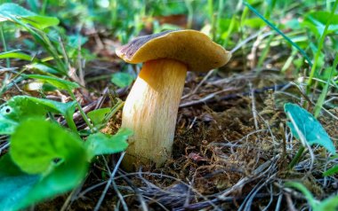 Boletus sp. - Odessa, Ukrayna 'daki ağaçların altındaki bahçede yetişen yenilebilir saprofik mantarlar.