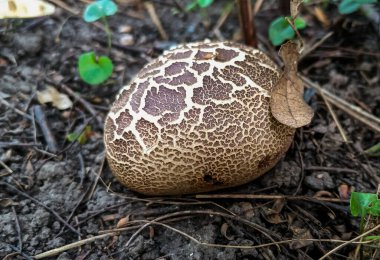 Scaly Earthball Scleroderma verrucosum - round brown mushroom with cracked surface, Odesa, Ukraine clipart