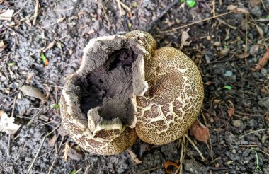 Scaly Earthball Scleroderma verrucosum - round brown mushroom with cracked surface, Odesa, Ukraine clipart