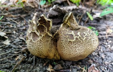 Pullu Dünya Topu Scleroderma verrucosum - çatlak yüzeyi olan yuvarlak kahverengi mantar, Odesa, Ukrayna