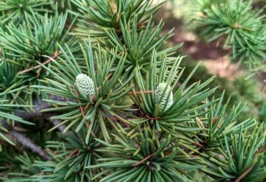 Atlas sedir, Cedrus atlantika. Bir ağaç dalında büyümenin ilk yılının genç konileri.