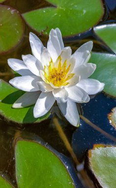 Nymphaea blooming with white flowers in an artificial pond clipart