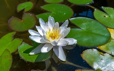 Nymphaea blooming with white flowers in an artificial pond clipart