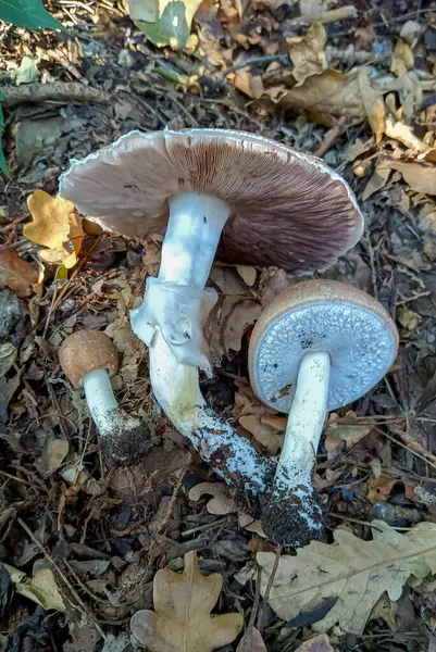 Agaricus sp. - Ukrayna 'da mantarlar bahçede yeşil çimlerin arasında, Ukrayna