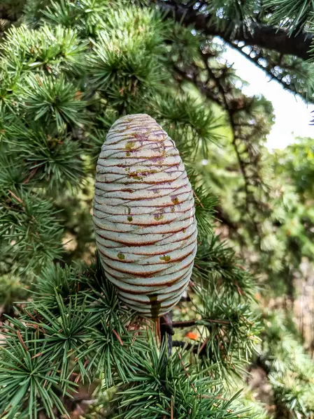 Atlas sedir, Cedrus Atlantica. Ağaç dalında iki yaşında bir koni.