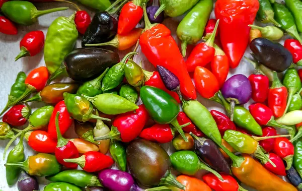 Ukrayna 'da yetişen farklı acı biber çeşitlerinden farklı renkte olgun meyveler.