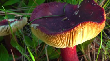 Bektaşi üzümü russula russula queletii - kırmızı saplı yenilebilir mantar ve yeşil çimlerde kapak, Güney Ukrayna