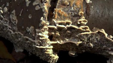 Postia sp. (Postia undosa), Ukrayna 'da eski çürümüş bir ağaç gövdesindeki yenilemez ağaç mantarı.