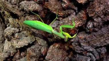 Hiyerodula transkafkasica - Ukrayna 'nın bahçesindeki yaşlı bir meşe ağacının kabuğunda dişi peygamber böceği yetiştiriyor.