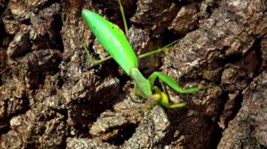 Hiyerodula transkafkasica - Ukrayna 'nın bahçesindeki yaşlı bir meşe ağacının kabuğunda dişi peygamber böceği yetiştiriyor.