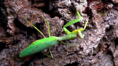 Hiyerodula transkafkasica - Ukrayna 'nın bahçesindeki yaşlı bir meşe ağacının kabuğunda dişi peygamber böceği yetiştiriyor.