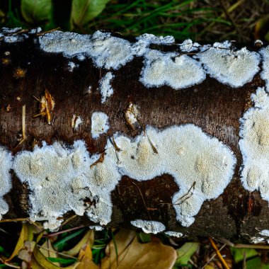 Postia rennyi  - a thin layer of white fungus on the trunk of an old cherry, destroying the wood, Ukraine clipart