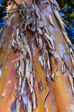 Resin and falling bark on the trunk of a coniferous tree in the garden, Ukraine clipart