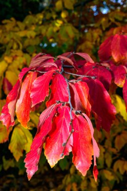 Parrotia persica - Sonbaharda güzel kırmızı-sarı yapraklı ağaç dalı, Ukrayna