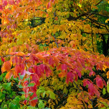 Parrotia persica - tree branch in autumn with beautiful red-yellow leaves, Ukraine clipart