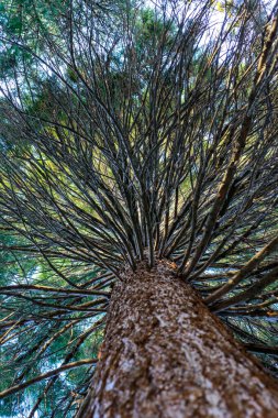 Ukrayna 'nın bahçesinde dalları olan bir ağacın gövdesi boyunca dipte.
