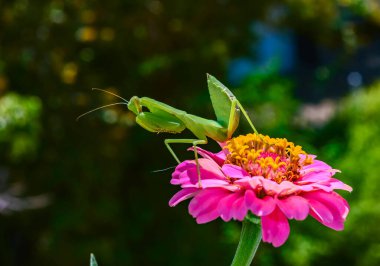 Hierodula transcaucasica - young green praying mantis hunting flying insects on pink flower, Ukraine clipart