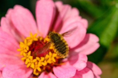 Bombylius minor - bir sinek Ukrayna 'da bir gül çiçeğinin nektarını toplar.