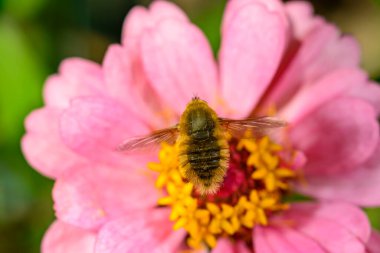 Bombylius minor - bir sinek Ukrayna 'da bir gül çiçeğinin nektarını toplar.