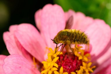 Bombylius minor - a fly collects nectar on a rose flower, Ukraine clipart