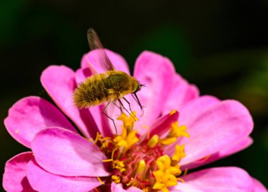 Bombylius minor - a fly collects nectar on a rose flower, Ukraine clipart