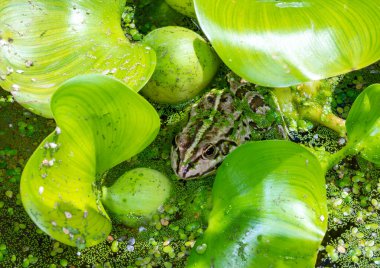 Bataklık kurbağası (Pelophylax ridibundus), suda yüzen kurbağa.,