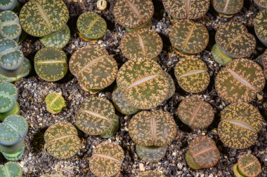 Mesembs Lithops aucampia Güney Afrika bitkisi Namibya 'dan süper sulu bitkilerin botanik koleksiyonunda