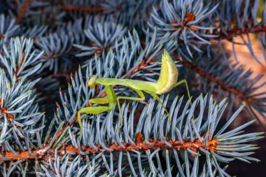 Hierodula transcaucasica - young green praying mantis hunting flying insects, Ukraine clipart