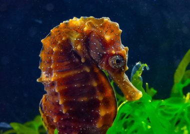 Side view of female, Long-snouted seahorse Hippocampus hippocampus hiding among green algae near the shore in the Black Sea clipart