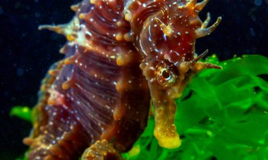 Side view of a male, Long-snouted seahorse Hippocampus hippocampus hiding among green algae near the shore, Black Sea clipart