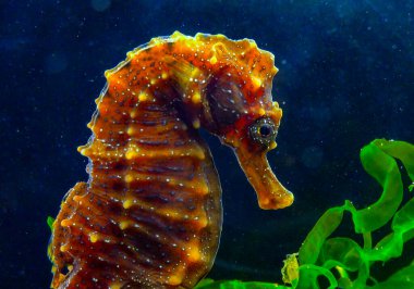 Karadeniz kıyısındaki yeşil yosunların arasında saklanan uzun burunlu deniz atı Hipokampüsünün yan görüntüsü.