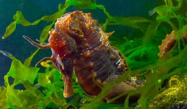 Side view of a male, Long-snouted seahorse Hippocampus hippocampus hiding among green algae near the shore, Black Sea clipart