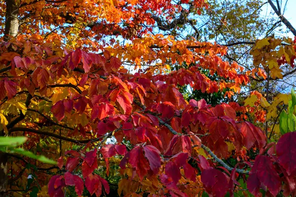 Parrotia persica - Sonbaharda güzel kırmızı-sarı yapraklı ağaç dalı, Ukrayna