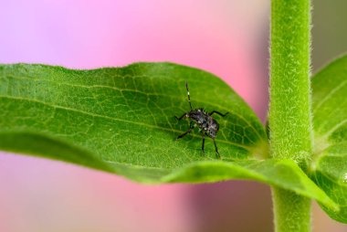 Bahçedeki yeşil yaprağın üzerindeki mermer böcek larvası, Ukrayna