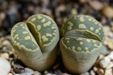 Namibya 'dan Lithops otzeniana Güney Afrika bitkisi süper sulu bitkilerin botanik koleksiyonunda