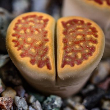 Mesembs Lithops Hallii - Koleksiyonda Güney Afrika 'dan süper sulu