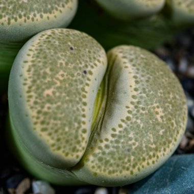 Mesembs Lithops Terricolor - Botanik koleksiyonunda Namibya 'dan Güney Afrika bitkisi, süper sulu bitkiler