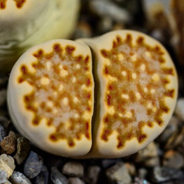 Mesembs Lithops Hallii - Koleksiyonda Güney Afrika 'dan süper sulu