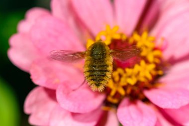 Bombylius minor - a fly collects nectar on a rose flower, Ukraine clipart